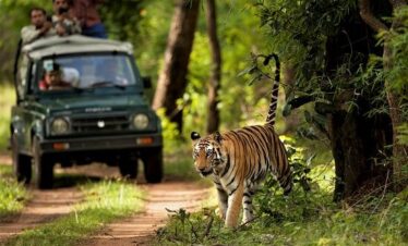 NEPAL SAFARI TOUR